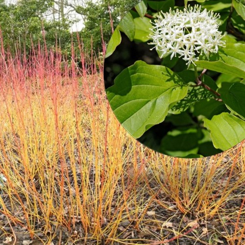 Cornus sanguinea 'Magic Flame' - Verev kontpuu 'Winter Beauty' C5/5L